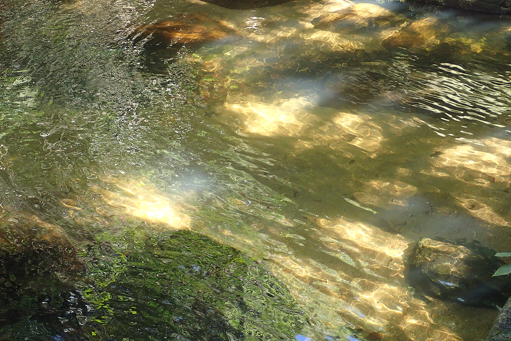 Bach im Urwald
