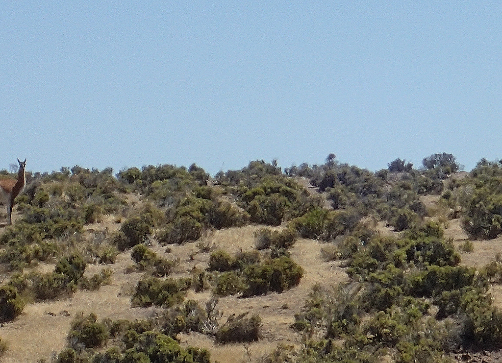 Guanaco