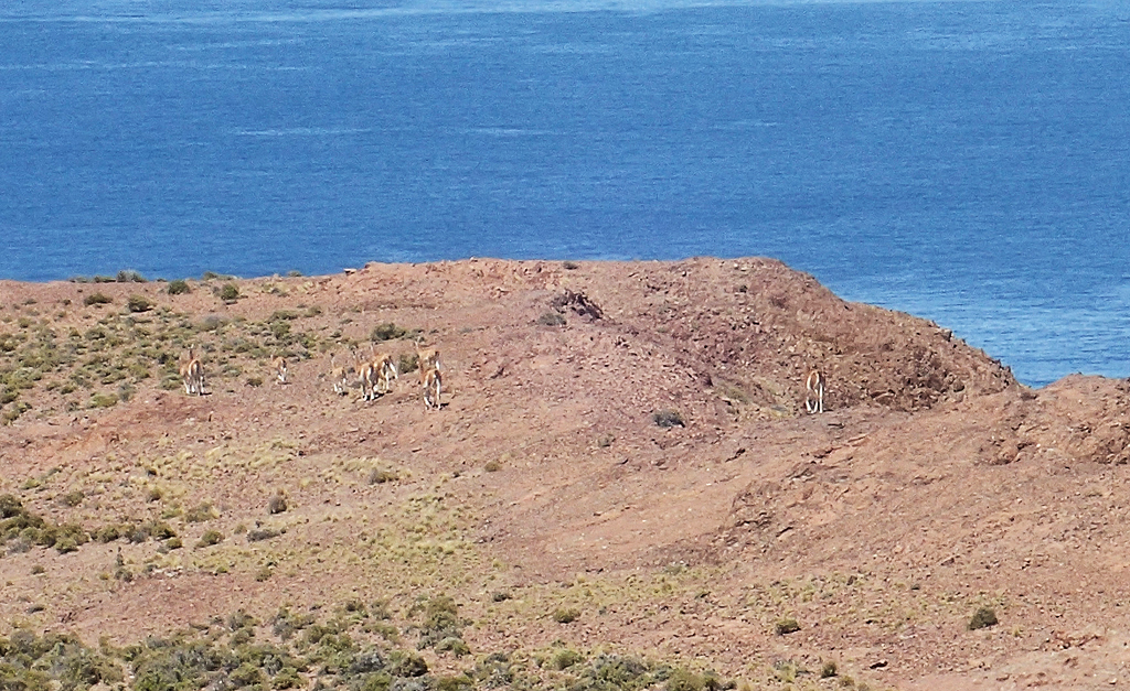Guanacos Fersengeld