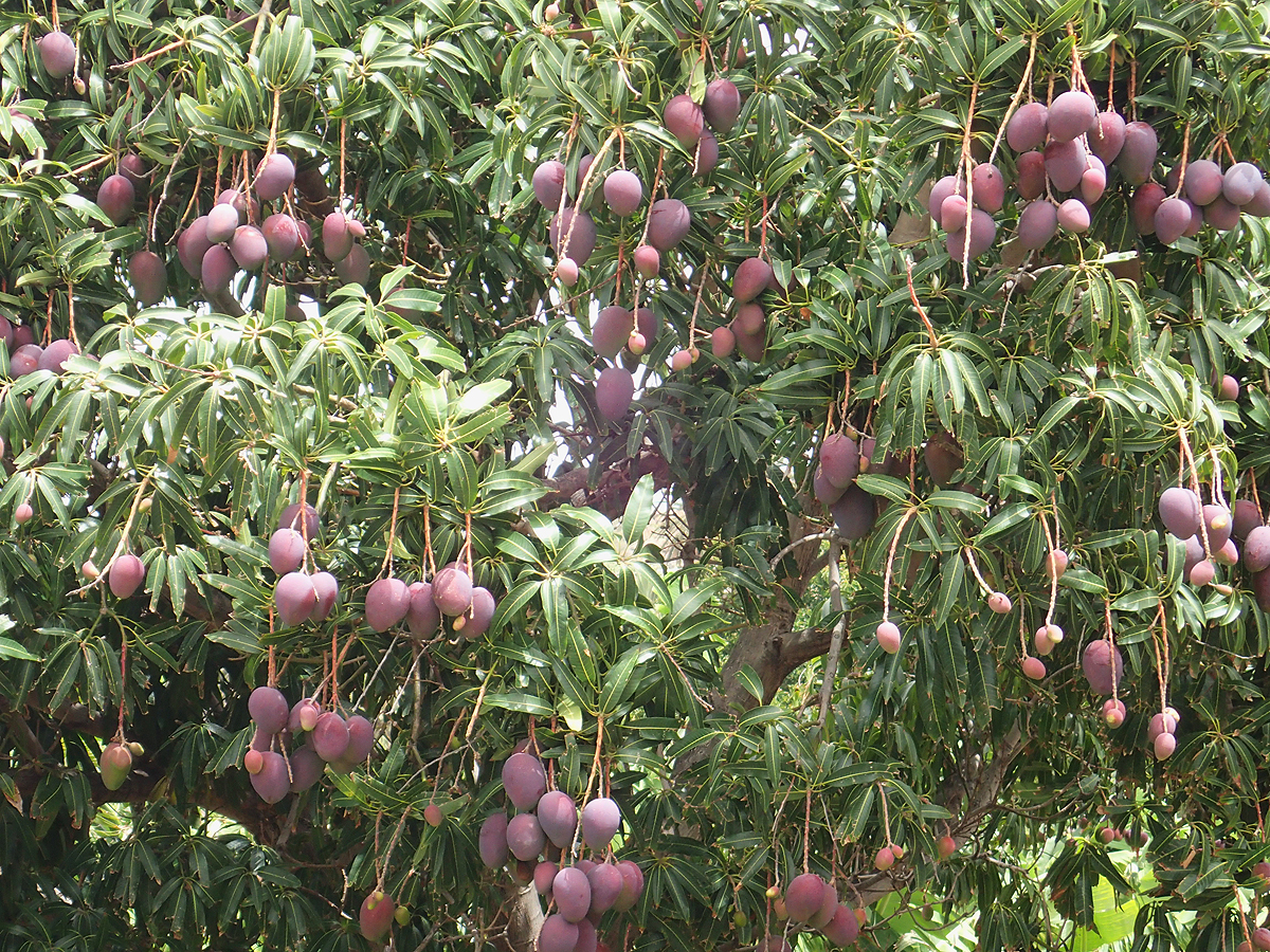 Mangos