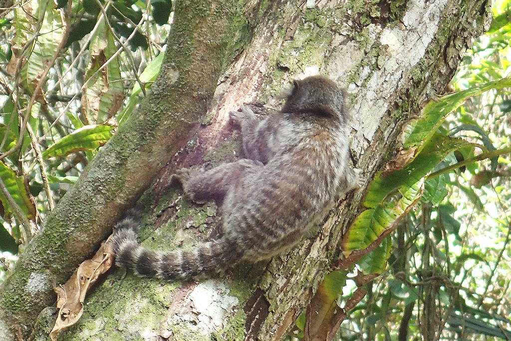 Marmoset