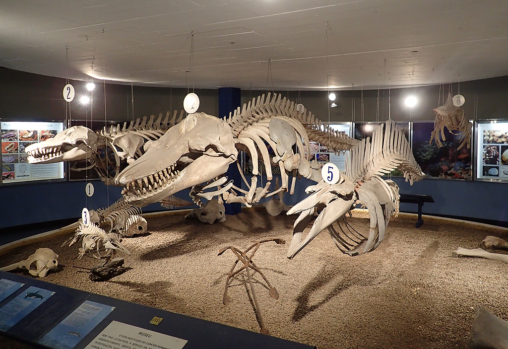 Museo Oceanographico