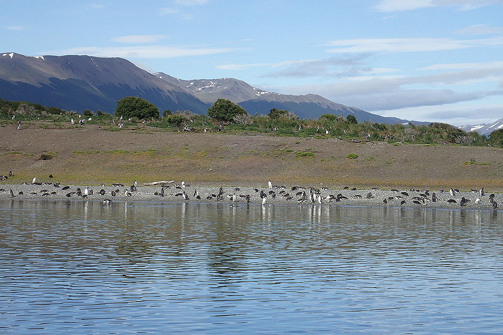 Pinguine