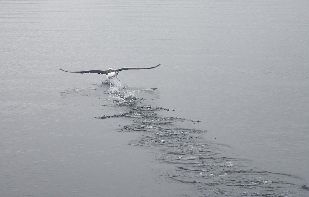 Albatross startet