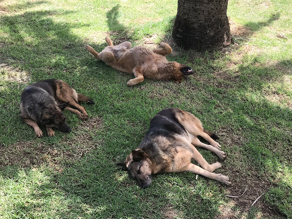  6 Tote Hunde