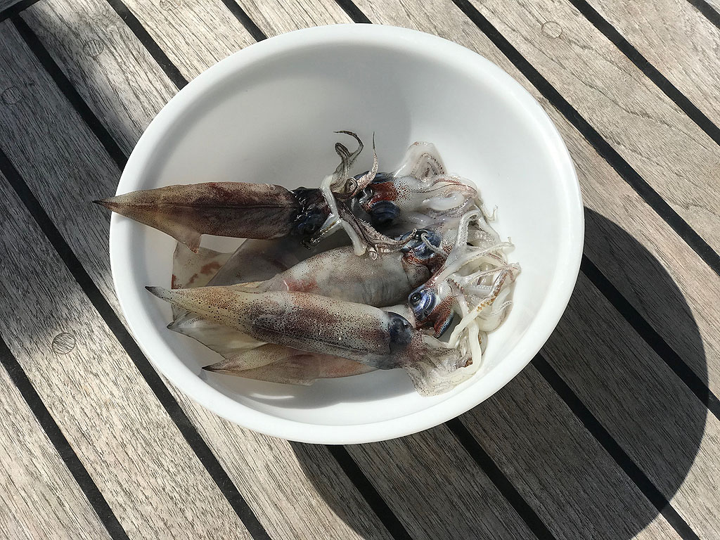4 Squids