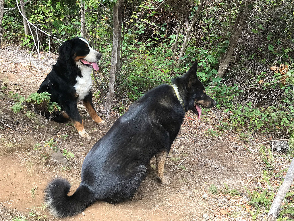 6 Two dogs