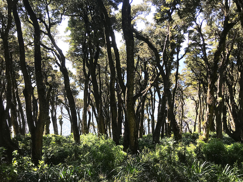 9 Alter Wald