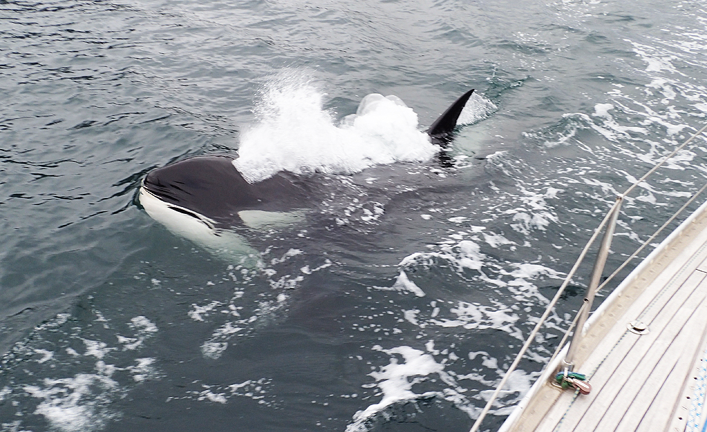 Orca 1