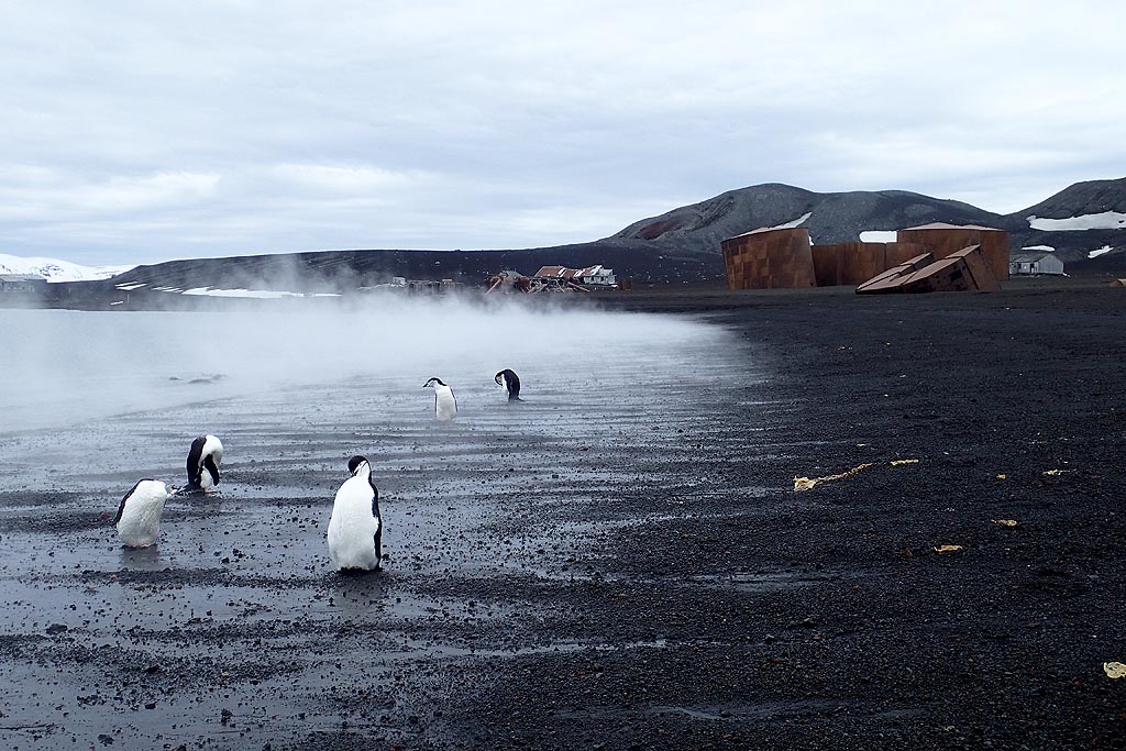 Pinguinfumarole
